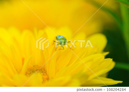 棲息在菊花上的龜蟲 108204284