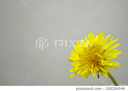 Dandelion  Dandelion 108204546