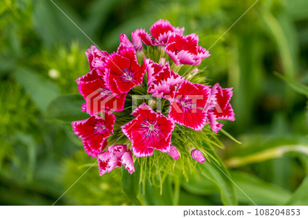 Soft spring sunlight and dianthus flowers 108204853