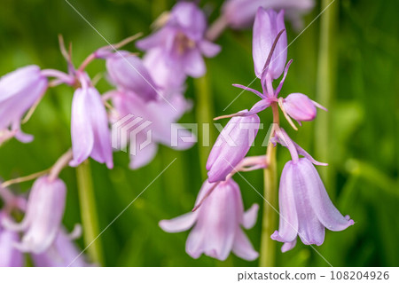 Spring flowers ~Hanging Daffodils~ 108204926