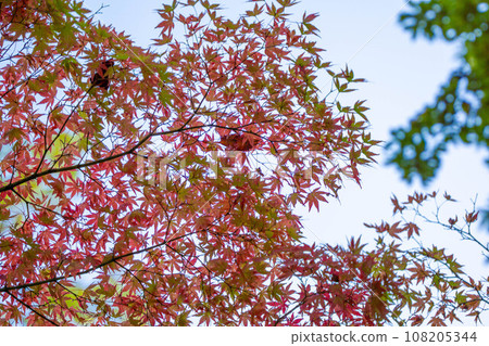 Autumn leaves that started to color Autumn leaves that started to color 108205344