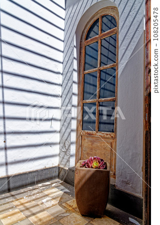 Aeonium tree pot - aeonium arboreum - Canary Islands, Fuerteventura, Spain Aeonium tree pot - aeonium arboreum - Canary Islands, Fuerteventura, Spain 108205478