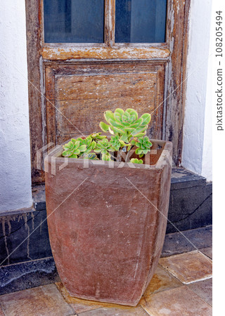 Aeonium tree pot - aeonium arboreum - Canary Islands, Fuerteventura, Spain Aeonium tree pot - aeonium arboreum - Canary Islands, Fuerteventura, Spain 108205494