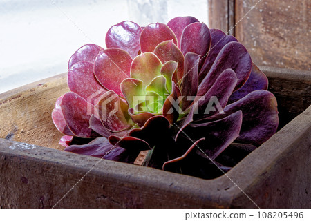 Aeonium tree - aeonium arboreum - Canary Islands, Fuerteventura, Spain Aeonium tree - aeonium arboreum - Canary Islands, Fuerteventura, Spain 108205496