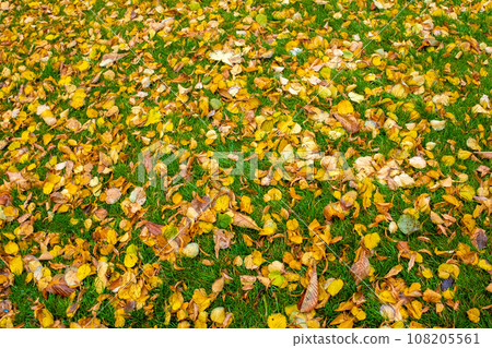 Background of colorful autumn leaves on a green lawn in the park. Background of colorful autumn leaves on a green lawn in the park. 108205561