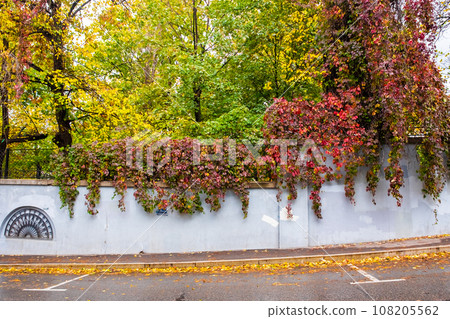 Colorful autumn leaves on trees in the park behind the high gray stone fence of the old park. Colorful autumn leaves on trees in the park behind the high gray stone fence of the old park. 108205562