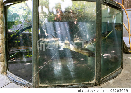 outdoor glass pool with live sturgeons outdoor glass pool with live sturgeons 108205619