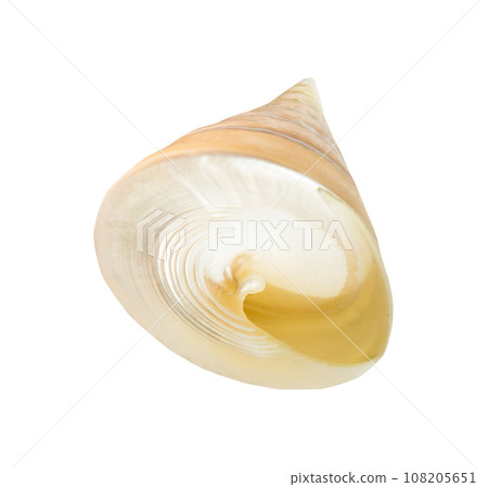 empty spiral shell of sea snail isolated on white empty spiral shell of sea snail isolated on white 108205651