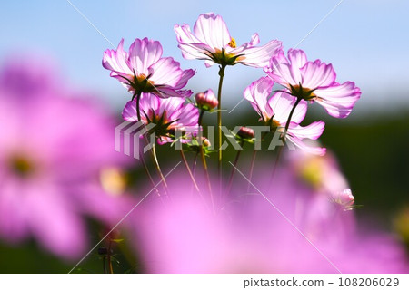 秋天藍天上閃耀的波斯菊 秋天藍天上閃耀的波斯菊 108206029