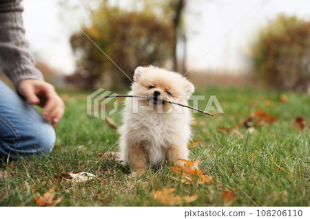 Man with small fluffy dog in park on autumn day, closeup Man with small fluffy dog in park on autumn day, closeup 108206110