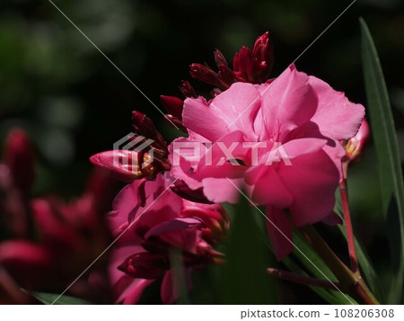 Pink oleander bathed in the autumn sun (close-up of pink oleander flowers) 108206308