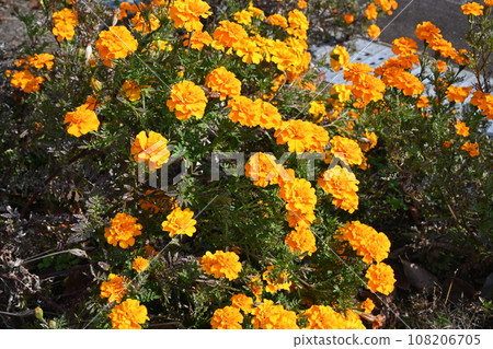 Marigolds taken at Tomioka City Myogi Visitor Center 108206705