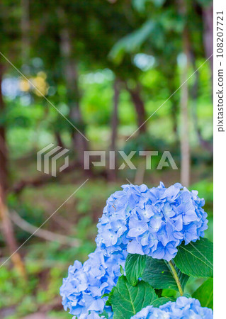 Hydrangea 108207721