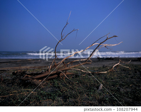 Blue sky and driftwood washed up on the sandy beach Blue sky and driftwood washed up on the sandy beach 108207944