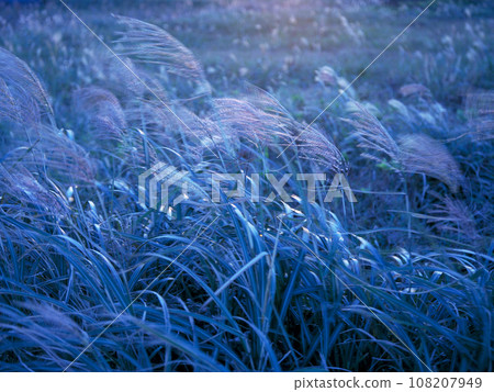 Japanese pampas grass at dusk swaying in the autumn breeze 108207949