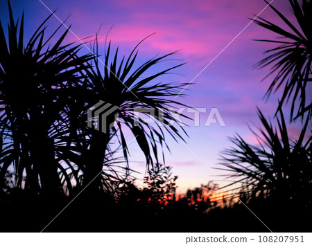 Sky and dracaena silhouette at sunset Sky and dracaena silhouette at sunset 108207951