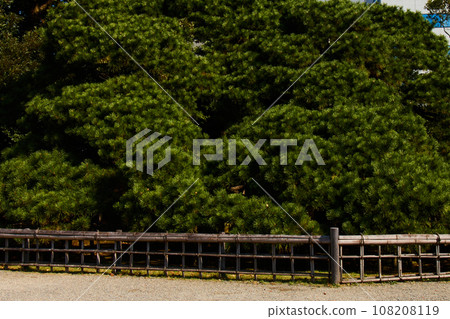 Green pine trees and old fences Green pine trees and old fences 108208119