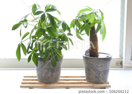 窗邊的盆栽植物 窗邊的盆栽植物 108208212