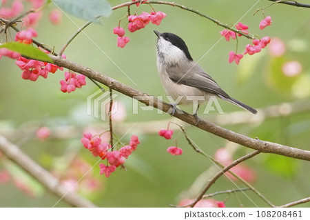 Kogara came to eat Mayumi fruit 108208461