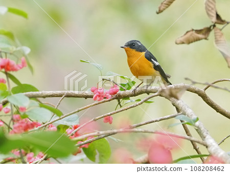 一隻雄性麥捲來吃真由美的果實。 108208462