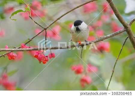 Kogara came to eat Mayumi fruit 108208465