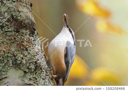 Nuthatch that caught a spider on the plateau in autumn 108208466
