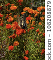 Swallowtail butterfly sucking nectar on marigold flower 108208879
