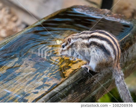 Chipmunk drinking water outdoors Chipmunk drinking water outdoors 108208936
