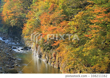 秋山鄉秋山鄉的秋天,金州的中津川溪谷 秋山鄉秋山鄉的秋天,金州的中津川溪谷 108211162