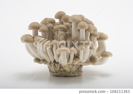 Honshimeji 108211363