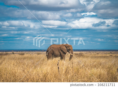 African elephant close ups in Kruger National Park, South Africa African elephant close ups in Kruger National Park, South Africa 108211711