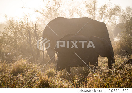 African elephant close ups in Kruger National Park, South Africa African elephant close ups in Kruger National Park, South Africa 108211733