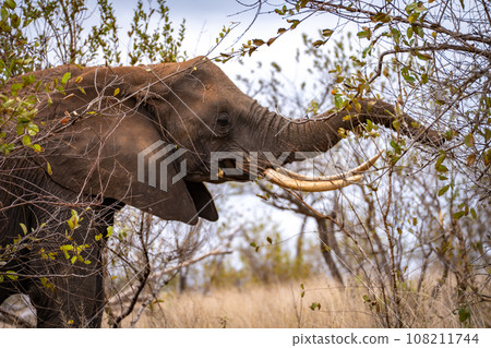 African elephant close ups in Kruger National Park, South Africa 108211744