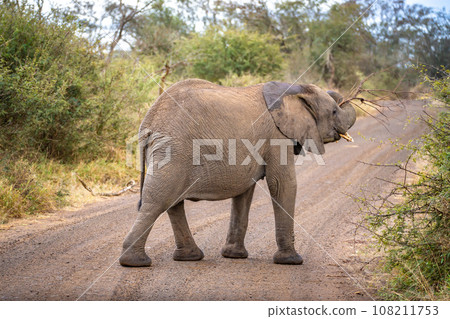 African elephant close ups in Kruger National Park, South Africa African elephant close ups in Kruger National Park, South Africa 108211753