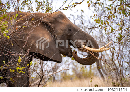 African elephant close ups in Kruger National Park, South Africa 108211754