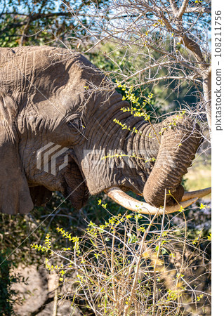 African elephant close ups in Kruger National Park, South Africa African elephant close ups in Kruger National Park, South Africa 108211756