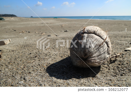 Coconut fruit that washed up on the Atsumi Peninsula Coconut fruit that washed up on the Atsumi Peninsula 108212077