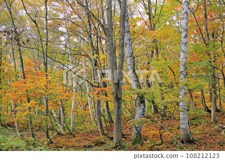 Autumn Akiyamago, Tianchi Forest Autumn Akiyamago, Tianchi Forest 108212123
