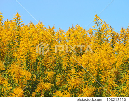 黃花 黃花 108212230