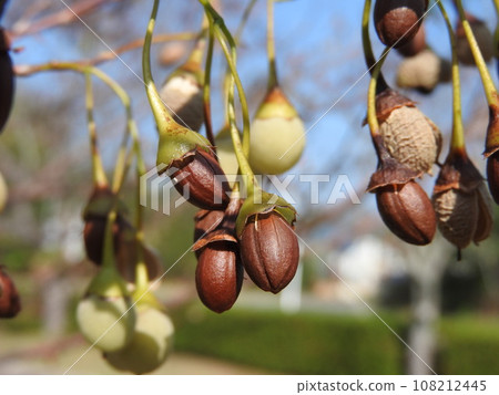 Styrax japonicum 108212445