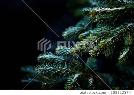 A close up view of a Christmas fir tree frond or a green pine tree branch with snow on black background. A close up view of a Christmas fir tree frond or a green pine tree branch with snow on black background. 108212574