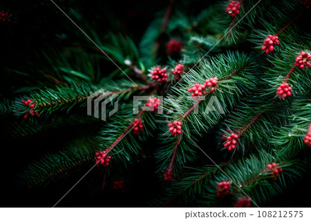 A close up view of a Christmas fir tree frond or a green pine tree branch with snow on black background. A close up view of a Christmas fir tree frond or a green pine tree branch with snow on black background. 108212575