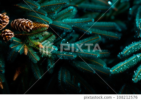 A close up view of a Christmas fir tree frond or a green pine tree branch with snow on black background. A close up view of a Christmas fir tree frond or a green pine tree branch with snow on black background. 108212576