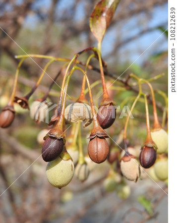 安息香 安息香 108212639