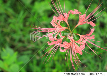 珍珠紅色束帶 108212750