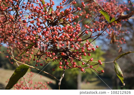 Kainoki fruit Kainoki fruit 108212926