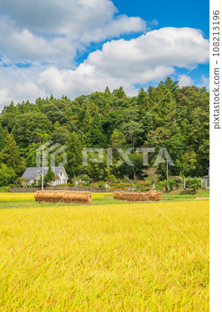 Golden paddy fields and rice racks, an autumn tradition [Azumino City] 108213196