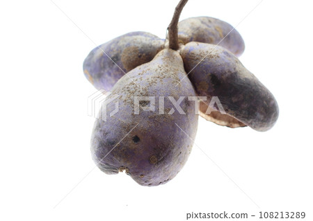 ripe akebia fruit ripe akebia fruit 108213289