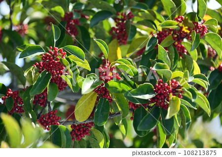 Ilex rotunda (also for lucky charms) Ilex rotunda (also for lucky charms) 108213875