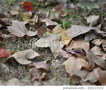 Winter image (fallen leaves) Winter image (fallen leaves) 108214151